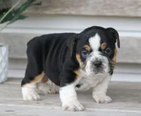 Leo, a male English Bulldog and Beagle for sale in Baltic, OH – Photo 8 of 8