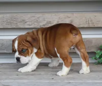 Rusty, a male English Bulldog and Beagle for sale in Baltic, OH – Photo 5 of 9