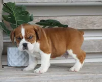 Rusty, a male English Bulldog and Beagle for sale in Baltic, OH – Photo 3 of 9