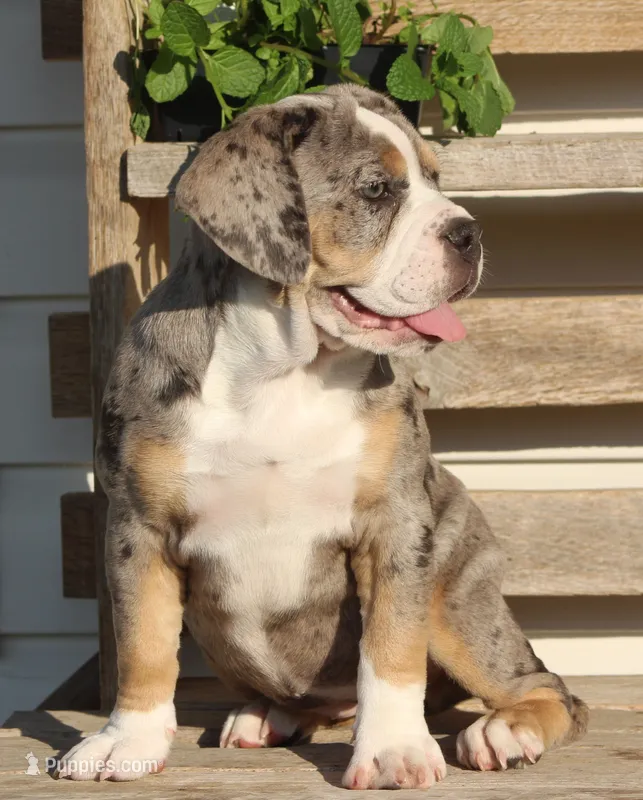Bianca – English Bulldog, Beagle puppy for sale in Baltic, OH