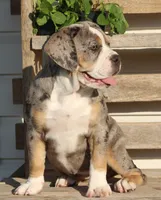 Bianca, a female English Bulldog and Beagle for sale in Baltic, OH – 1 of 10