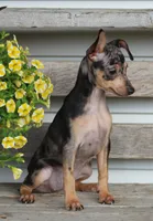 Daisy, a female Miniature Pinscher for sale in Baltic, OH – 3 of 6