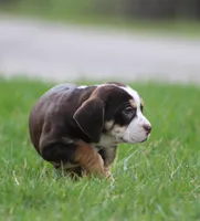 April, a female English Bulldog and Beagle for sale in Baltic, OH – Photo 3 of 7