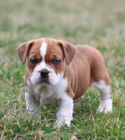 Rusty, a male English Bulldog and Beagle for sale in Baltic, OH – Photo 7 of 9