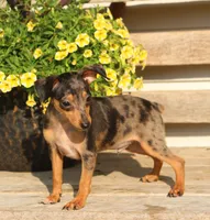Dallas, a male Miniature Pinscher for sale in Baltic, OH – 2 of 6