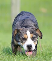 Molly, a female English Bulldog and Beagle for sale in Baltic, OH – 5 of 8