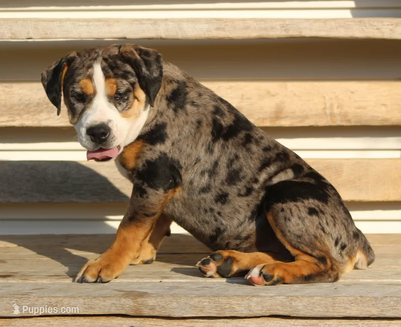 Molly – English Bulldog, Beagle puppy for sale in Baltic, OH
