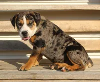 Molly, a female English Bulldog and Beagle for sale in Baltic, OH – 1 of 8