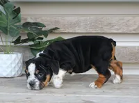 Rover, a male English Bulldog and Beagle for sale in Baltic, OH – Photo 4 of 9