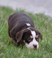April, a female English Bulldog and Beagle for sale in Baltic, OH – Photo 2 of 7