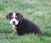 April, a female English Bulldog and Beagle for sale in Baltic, OH – Photo 4 of 7