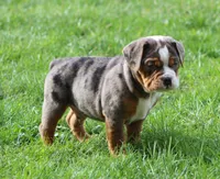Fabian, a male English Bulldog and Beagle for sale in Baltic, OH – Photo 6 of 9