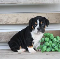 Mia, a female English Bulldog and Beagle for sale in Baltic, OH – Photo 5 of 7