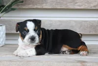 Rover, a male English Bulldog and Beagle for sale in Baltic, OH – Photo 9 of 9