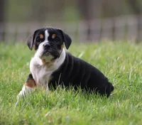 Mia, a female English Bulldog and Beagle for sale in Baltic, OH – Photo 7 of 7