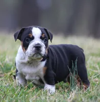 Rover, a male English Bulldog and Beagle for sale in Baltic, OH – Photo 5 of 9