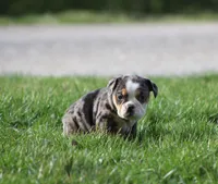 Jewel, a female English Bulldog and Beagle for sale in Baltic, OH – Photo 3 of 10