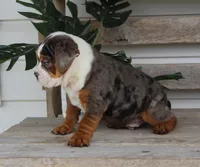 Fabian, a male English Bulldog and Beagle for sale in Baltic, OH – Photo 9 of 9