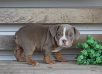 Rolex, a male English Bulldog and Beagle for sale in Baltic, OH – Photo 8 of 10