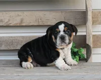 Leo, a male English Bulldog and Beagle for sale in Baltic, OH – Photo 2 of 8