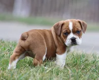 Rusty, a male English Bulldog and Beagle for sale in Baltic, OH – Photo 6 of 9