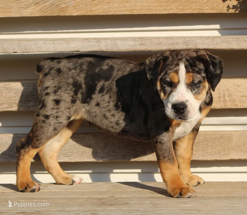 Molly – English Bulldog, Beagle puppy for sale in Baltic, OH