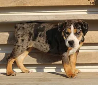 Molly, a female English Bulldog and Beagle for sale in Baltic, OH – 3 of 8