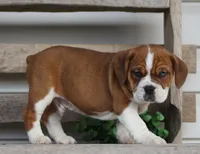 Rusty, a male English Bulldog and Beagle for sale in Baltic, OH – Photo 4 of 9
