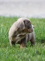 Rolex, a male English Bulldog and Beagle for sale in Baltic, OH – Photo 3 of 10