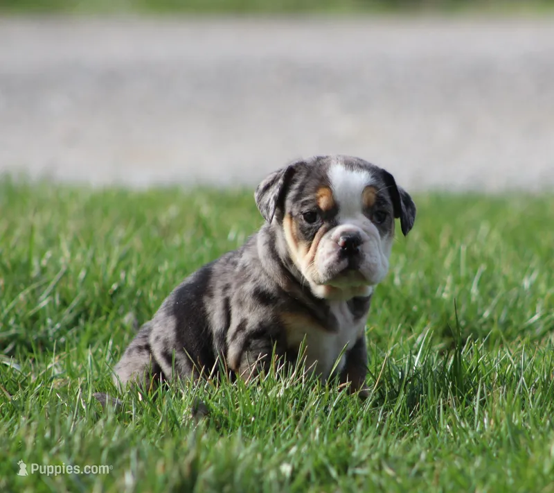 Jewel – English Bulldog, Beagle puppy for sale in Baltic, OH