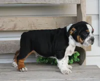 Rover, a male English Bulldog and Beagle for sale in Baltic, OH – Photo 3 of 9