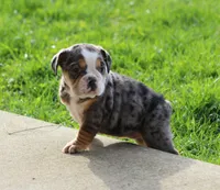 Jewel, a female English Bulldog and Beagle for sale in Baltic, OH – Photo 7 of 10