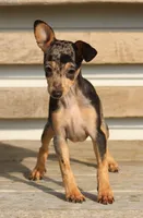 Daisy, a female Miniature Pinscher for sale in Baltic, OH – 4 of 6