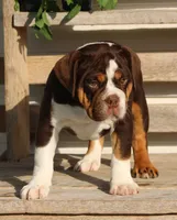 Rose, a female English Bulldog and Beagle for sale in Baltic, OH – 5 of 8