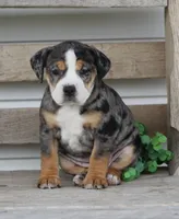 Molly, a female English Bulldog and Beagle for sale in Baltic, OH – Photo 1 of 9