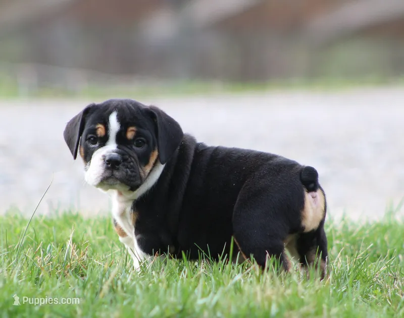 Mia – English Bulldog, Beagle puppy for sale in Baltic, OH