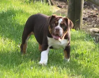 Rose, a female English Bulldog and Beagle for sale in Baltic, OH – 4 of 8