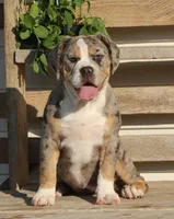 Bianca, a female English Bulldog and Beagle for sale in Baltic, OH – 6 of 10