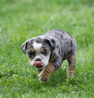 Jewel, a female English Bulldog and Beagle for sale in Baltic, OH – Photo 10 of 10
