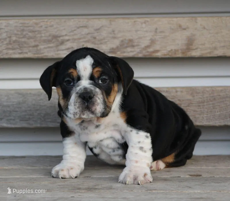Leo – English Bulldog, Beagle puppy for sale in Baltic, OH
