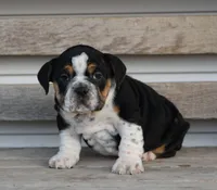 Leo, a male English Bulldog and Beagle for sale in Baltic, OH – Photo 1 of 8
