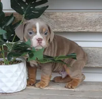 Rolex, a male English Bulldog and Beagle for sale in Baltic, OH – Photo 10 of 10