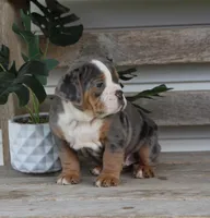 Reba, a female English Bulldog and Beagle for sale in Baltic, OH – Photo 8 of 8