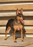 Daisy, a female Miniature Pinscher for sale in Baltic, OH – 6 of 6