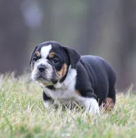 Leo, a male English Bulldog and Beagle for sale in Baltic, OH – Photo 4 of 8