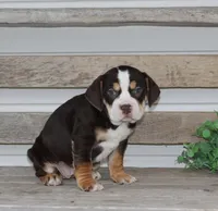 April, a female English Bulldog and Beagle for sale in Baltic, OH – Photo 5 of 7