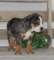 Molly, a female English Bulldog and Beagle for sale in Baltic, OH – Photo 9 of 9