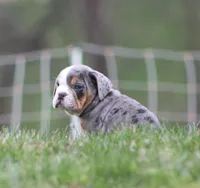 Reba, a female English Bulldog and Beagle for sale in Baltic, OH – Photo 3 of 8