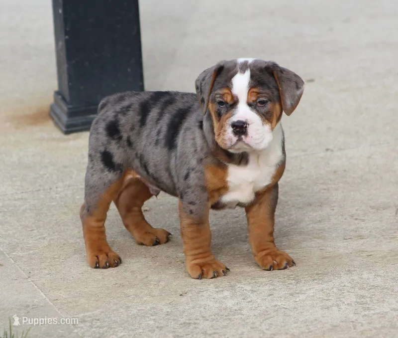 Fabian – English Bulldog, Beagle puppy for sale in Baltic, OH