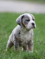 Bianca, a female English Bulldog and Beagle for sale in Baltic, OH – Photo 3 of 10